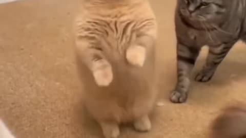 Cat funny video