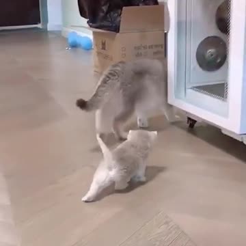 Induk Memangil Anak nya