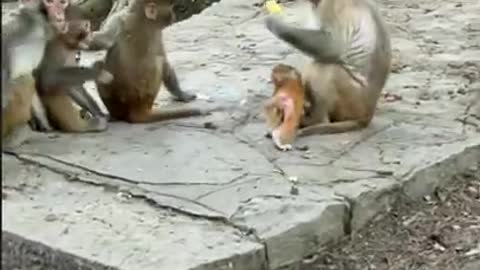 Amazing! Monkey China & Funny Love monkey| Animals Love