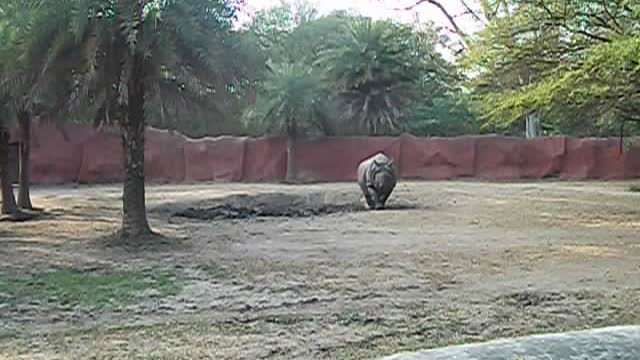 RHINO PREPARES FOR FIGHT