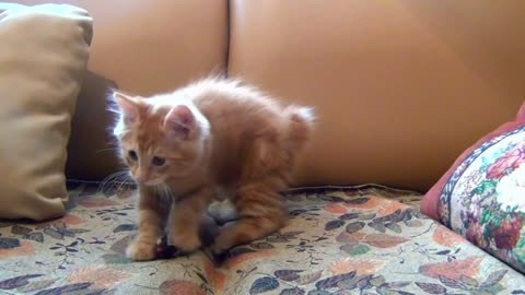 funny Little Kitten Playing His Toy Mouse