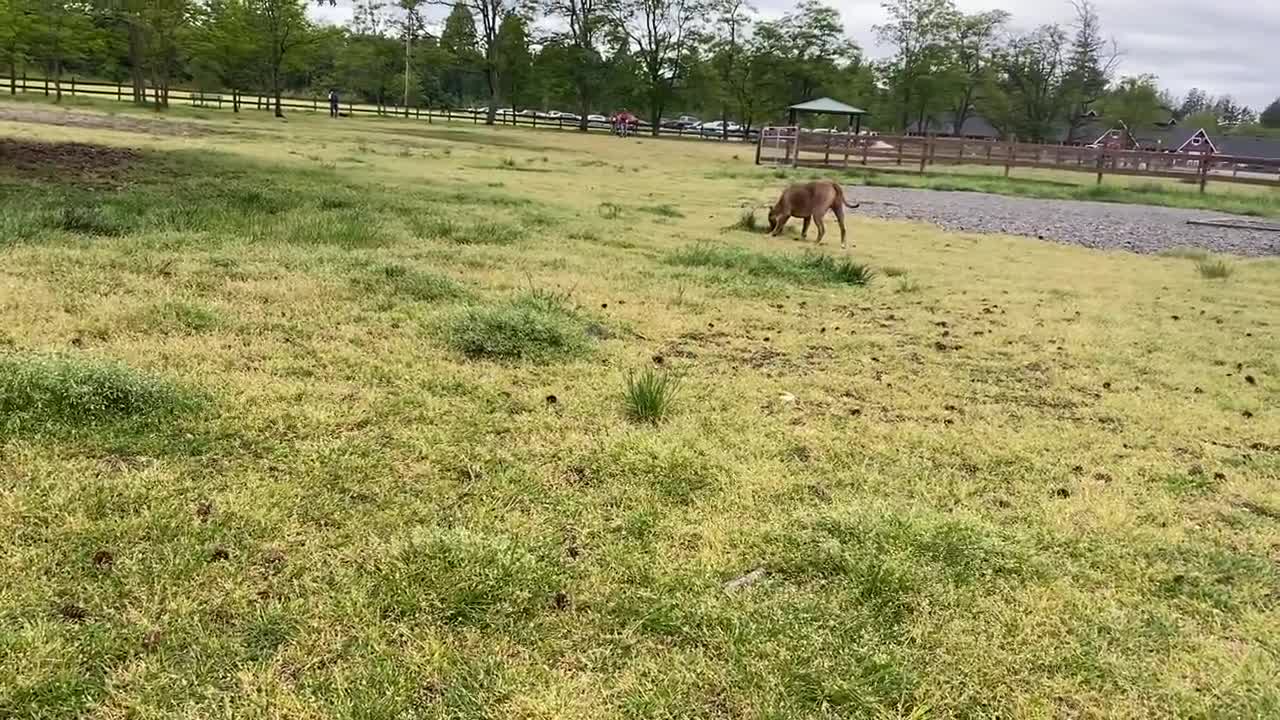 Pitbull Attacked by German Shepherd [OFF LEASH DOG PARK]