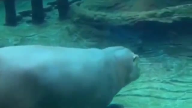 Hippopotamus relaxed😂😁