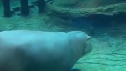 Hippopotamus relaxed😂😁