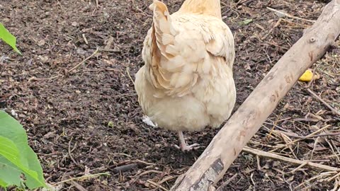 OMC! Life in the Suburbs: Orpington Chicken Battles Loud Bangs for Peaceful Paradise!