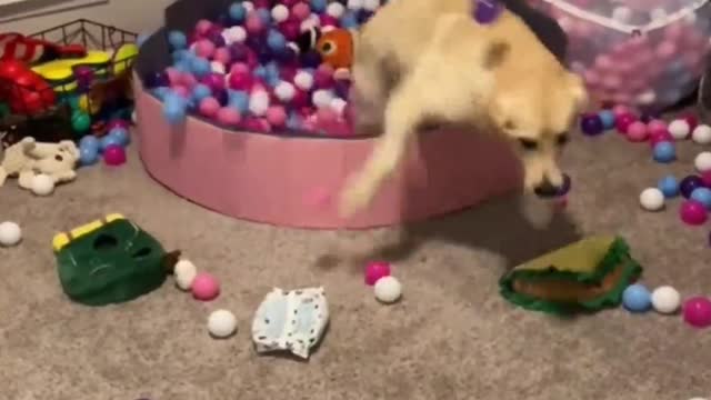 Funny animals - Funny cats / dogs - Funny animal videos / Best videos of September 2022