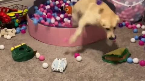 Funny animals - Funny cats / dogs - Funny animal videos / Best videos of September 2022