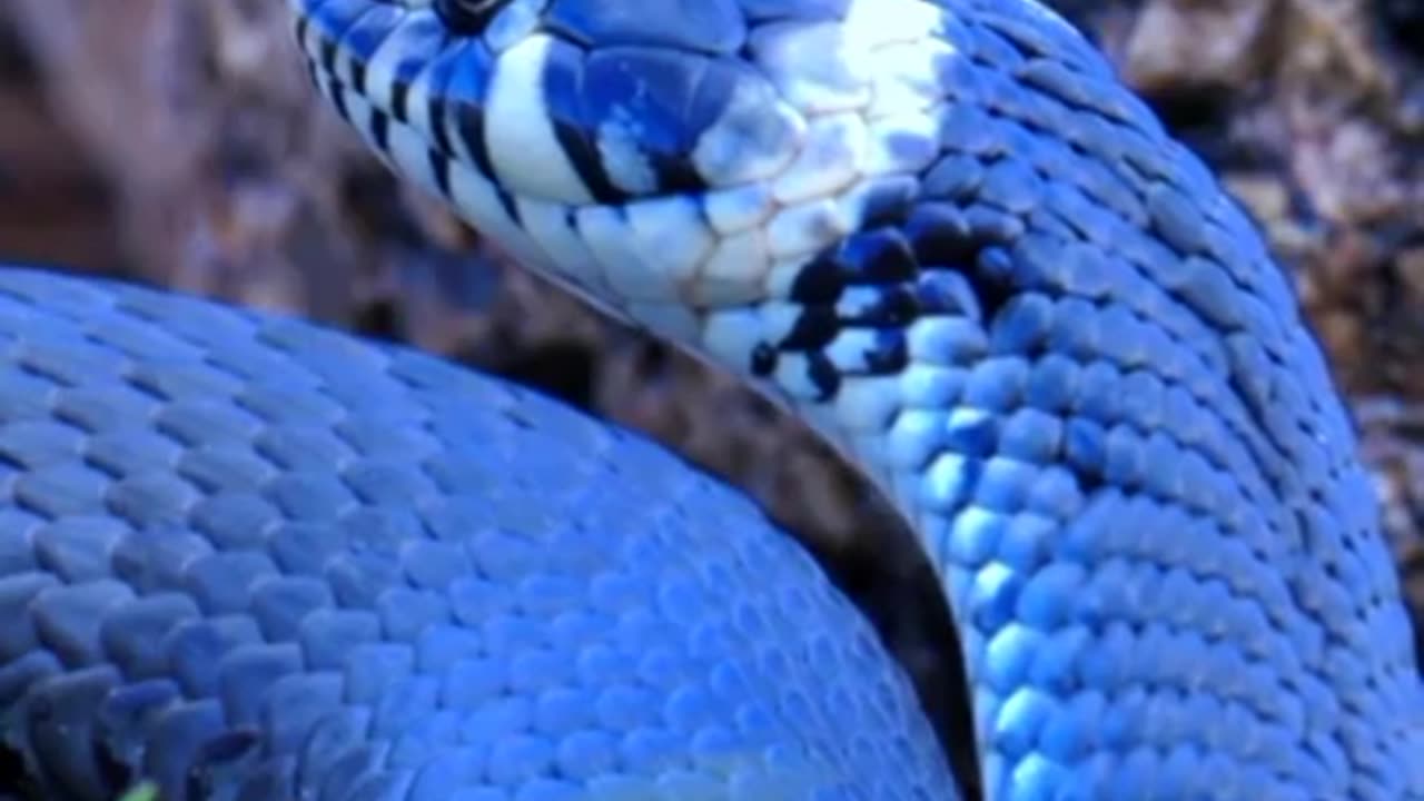 snake video