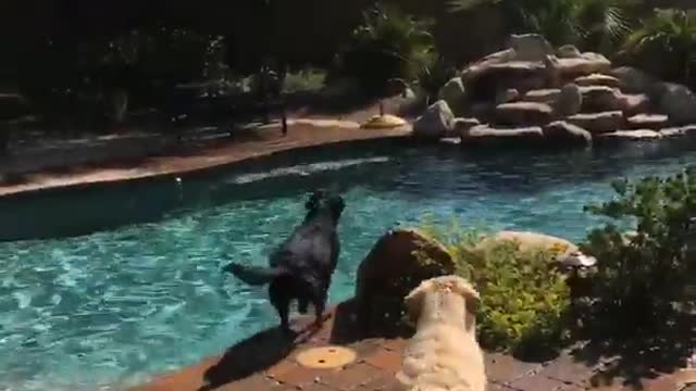 Two dogs jump in a pool to catch green tennis ball thrown in by owner