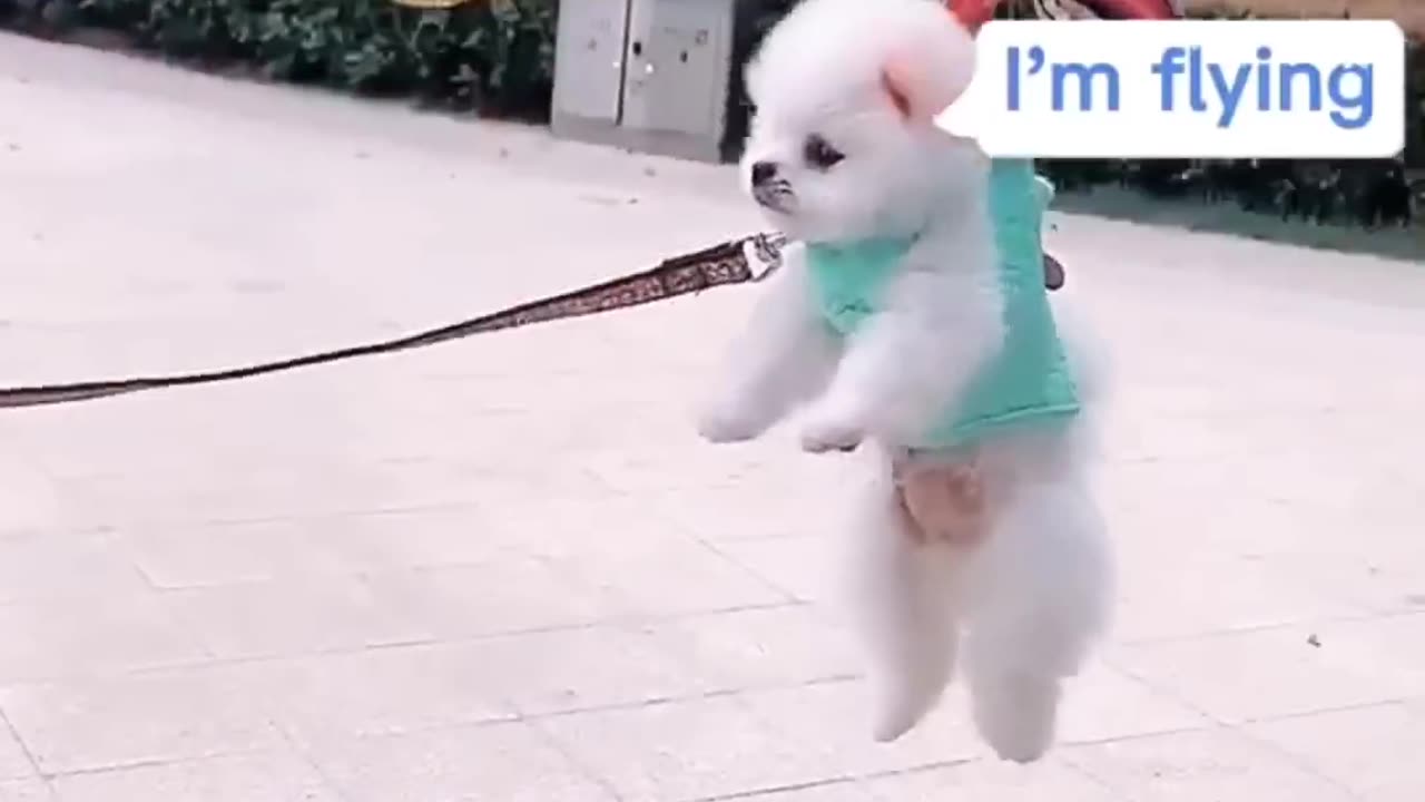 Cute and Funny Puppy