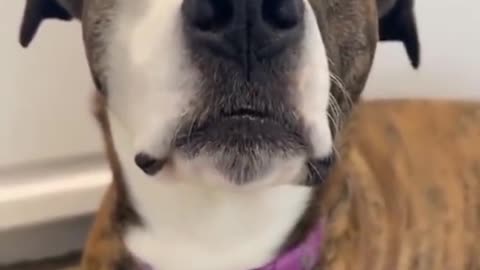 Funny Dog silly video