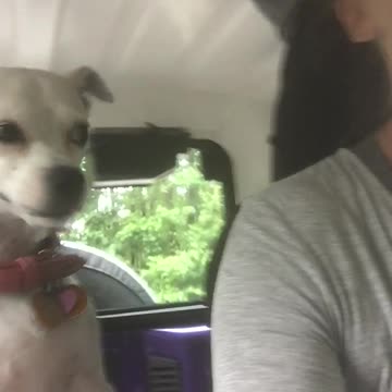 my dog gets all excited to go to dog park