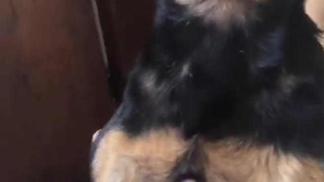 dog stole a denture and it looks super funny😂😂😂