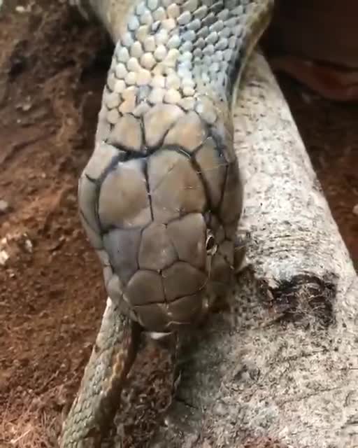 King cobra - which feeds on other snakes.