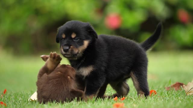 Two Puppies Playing On The Grass