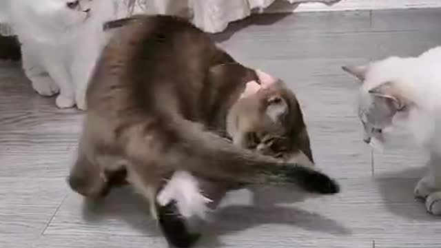 Funny Cat - Clip 5 in 2021: The Ultimate Feline Playdate!* 🐾🎥"