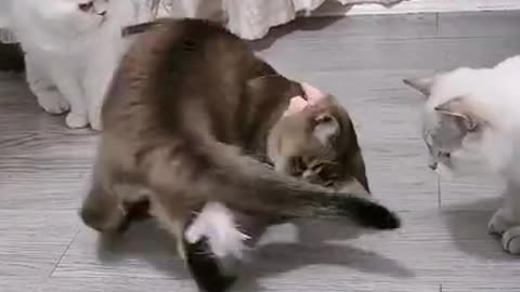 Funny Cat - Clip 5 in 2021: The Ultimate Feline Playdate!* 🐾🎥"