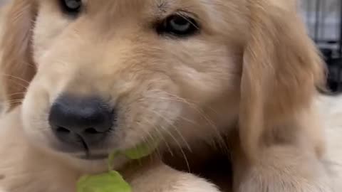 Cute puppy eating vegetable 🐶🥰