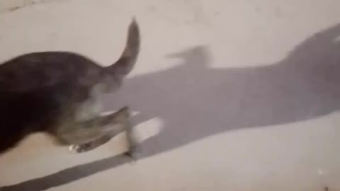 Video of dogs trying to make friends