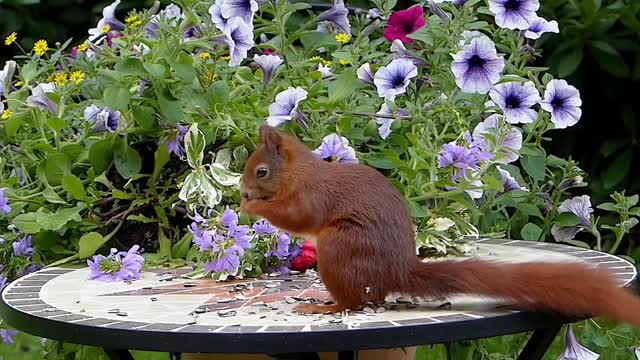 A little brown squirrel tastes delicious food