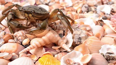 Crab walking over shells