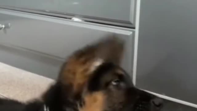 Funny dogs #short