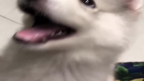 Cute Baby Husky Refuses To Sit Down..🥺❤️