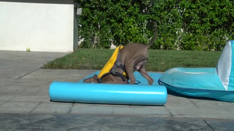 Teaching my sweet dogs How To Swim