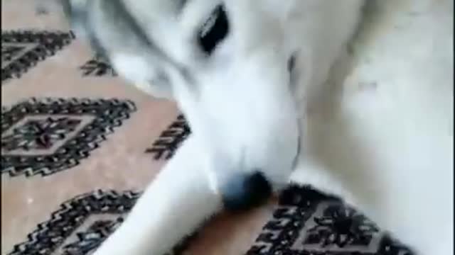 I Stole My HUSKY'S FLUFF and She Wants It Back!