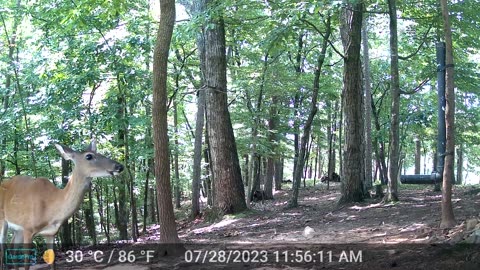The Woods – 07/29/2023