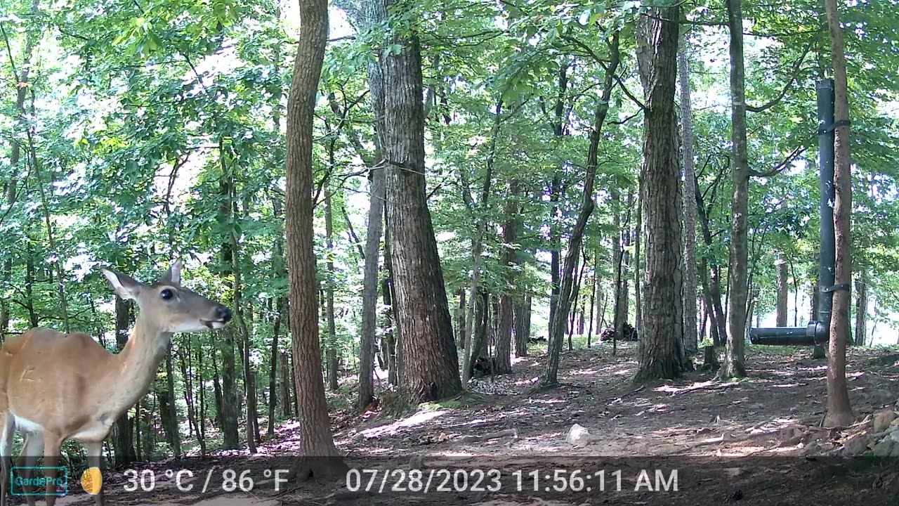 The Woods – 07/29/2023