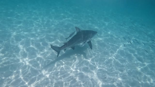 Just a Bull Shark Swimming Slow Mo