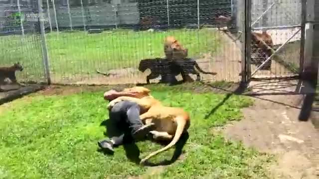 Lioness seen her trainer for about years appart