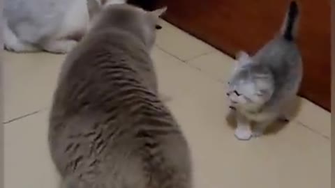 funny cats