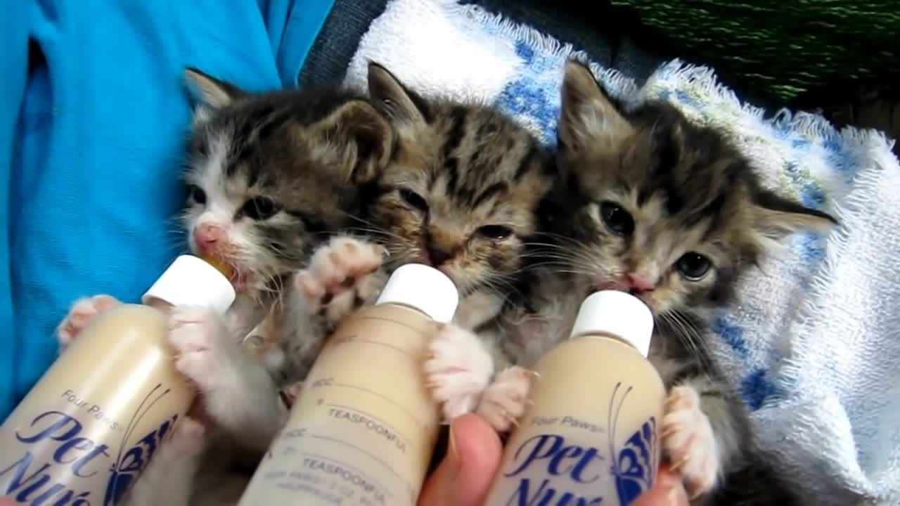 Baby Kittens All Settled for the Long Awaited Bottles