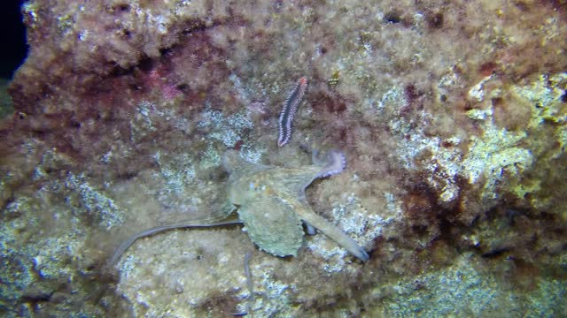 #octopus