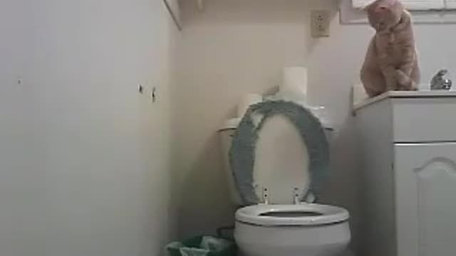 Catching my Cat Tang Using the Toilet in the middle of the night