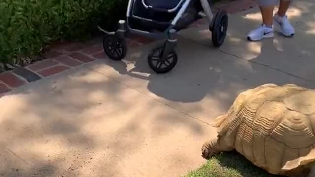 Morning in the life of Tiptoe the Tortoise 🐢💕🌸