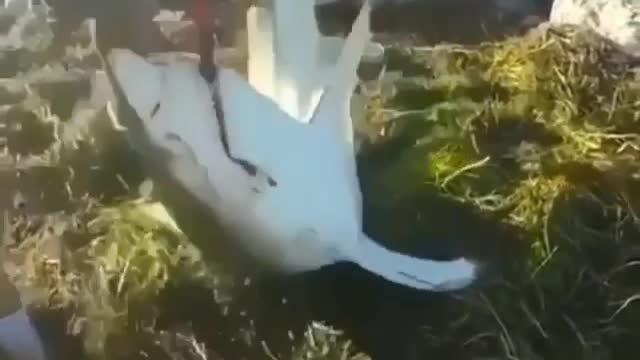 SHARK ATACK 🦈