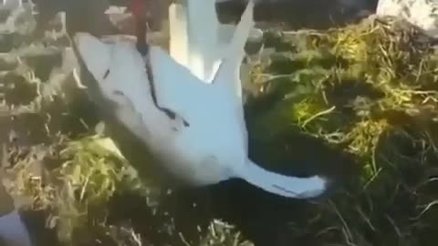 SHARK ATACK 🦈
