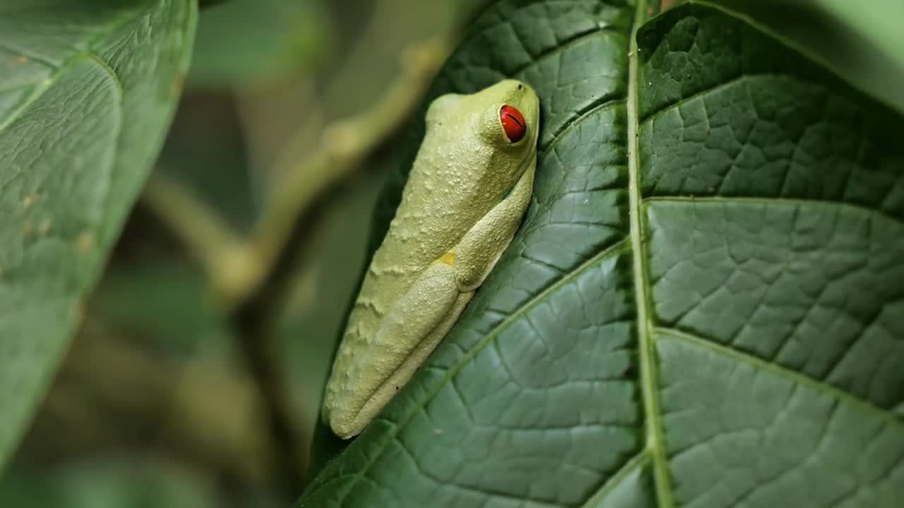 Agalychnis callidryas red-eyed treefrog resting on a green leaf Costa Rica rainforest