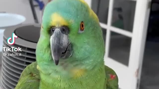 Funny Birds for fun Video #2