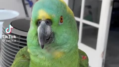 Funny Birds for fun Video #2