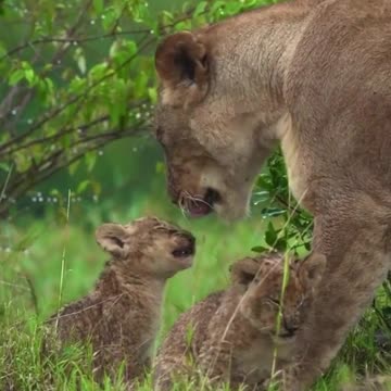 Mother Love | Lioness With Cub