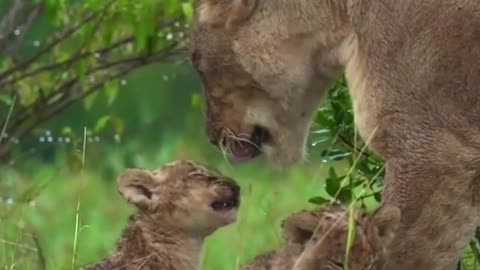 Mother Love | Lioness With Cub