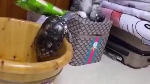funny cat