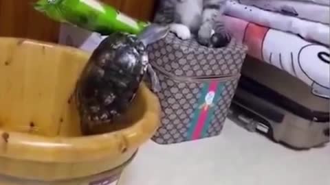 funny cat
