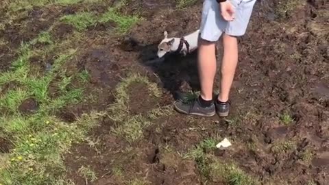 Puddle plunge expert - My dog's version of high diving into happiness! 🌈💦#PuddlePlungePro