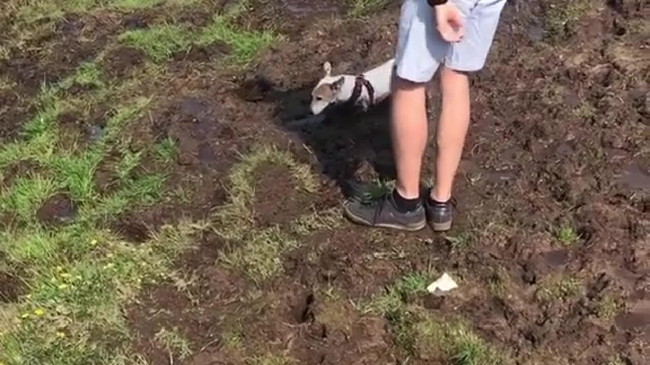 Puddle plunge expert - My dog's version of high diving into happiness! 🌈💦#PuddlePlungePro