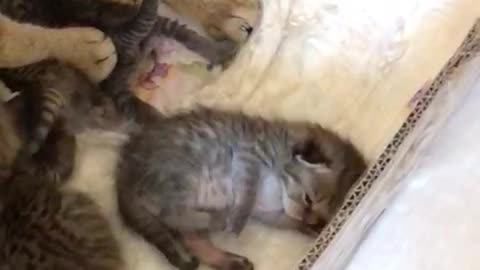 Newborn kitten stretches very cute